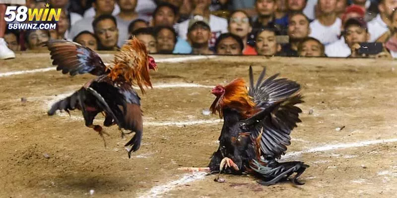 Bí kíp tham gia đá gà thắng lớn