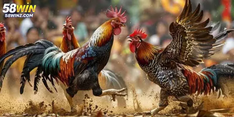 Cách đặt cược đá gà đúng quy trình