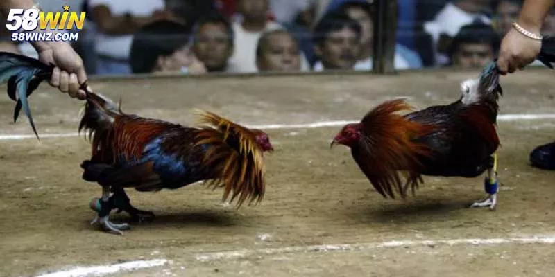 Đá Gà Online 58win Cực Thu Hút Người Chơi Hiện Nay