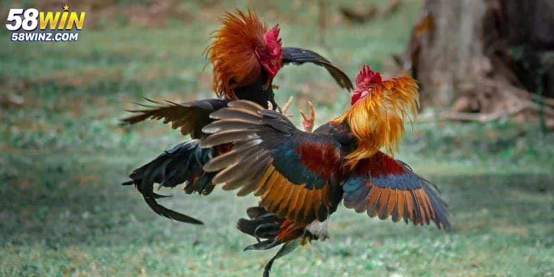 Hướng Dẫn Đá Gà Tại 58win Cực Kỳ Chi Tiết Cho Người Mới