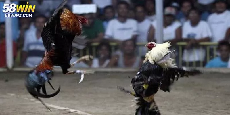 Khuyến Mãi Đá Gà 58win Với Nhiều Ưu Đãi Không Thể Bỏ Lỡ